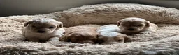 Cavapoo dogs for sale: Beautiful cavapoo puppy puppies apricot red F1 - Advert 2