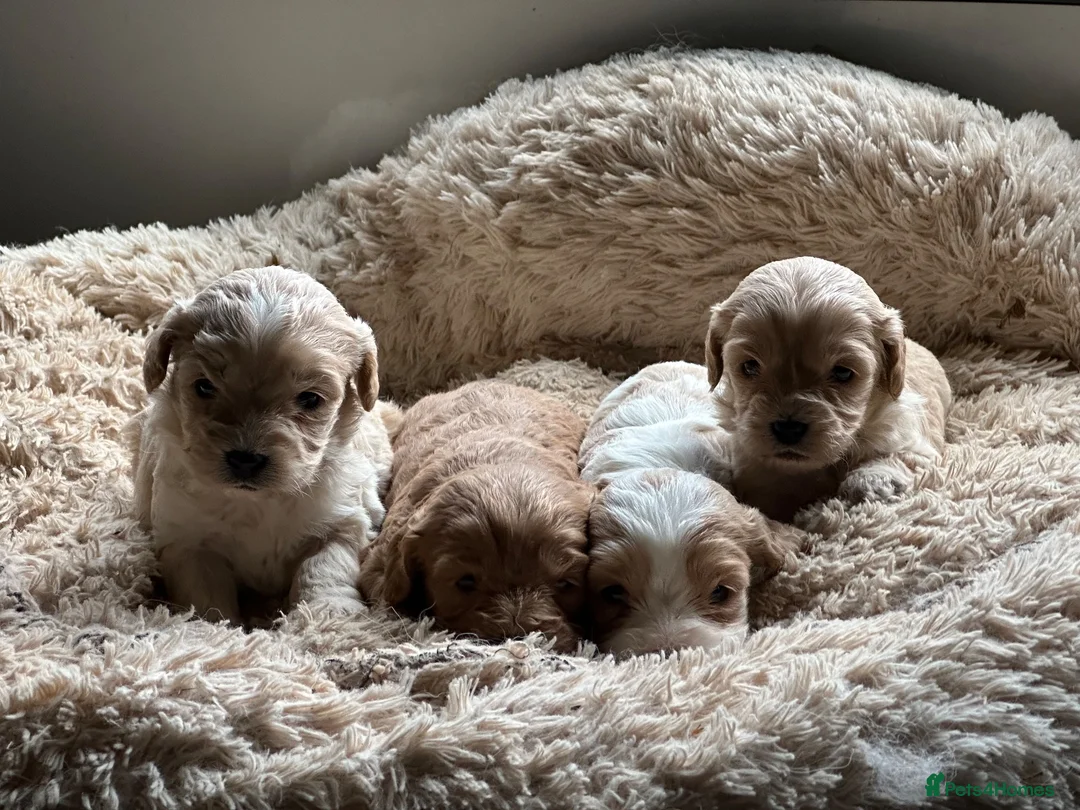 Cavapoo dogs for sale: Beautiful cavapoo puppy puppies apricot red F1 - Advert 2
