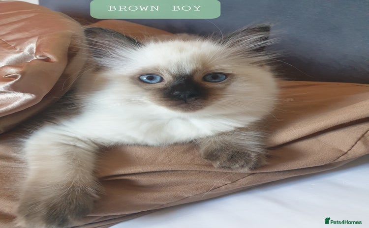 Ragdoll cats - Advert 1