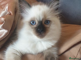 Ragdoll cats - Advert 14