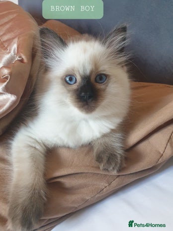 Ragdoll cats - Advert 16