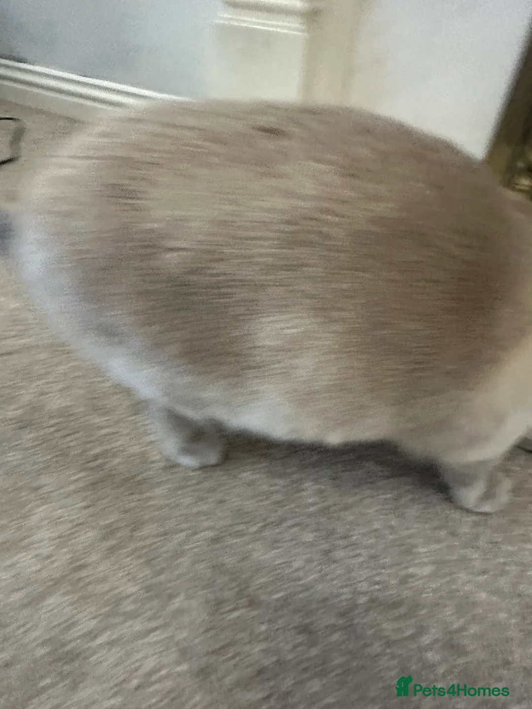 Burmese cats for sale: Beautiful male pedigree Lilac Burmese kitten - Advert 5