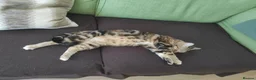 Mixed Breed cats for sale: Beanie in Nuneaton - Advert 15