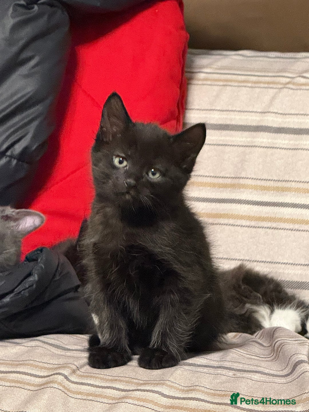 Maine Coon cats for sale: Half Mainecoon and Half British Shorthair  - Advert 16