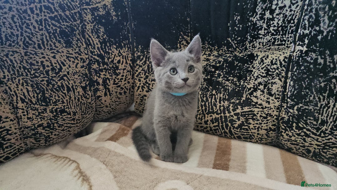 Russian Blue cats for sale: **TICA full pedigree Russian Blue kittens - Image 29