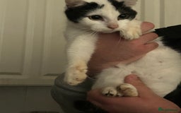 Mixed Breed cats for sale: 2 beautiful boys left  - Image 1