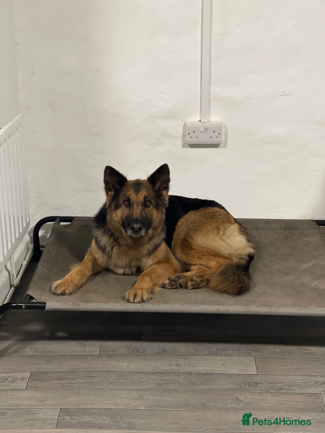 German Shepherd dogs for sale: 🌿 Narla’s Story 🌿 - Advert 2