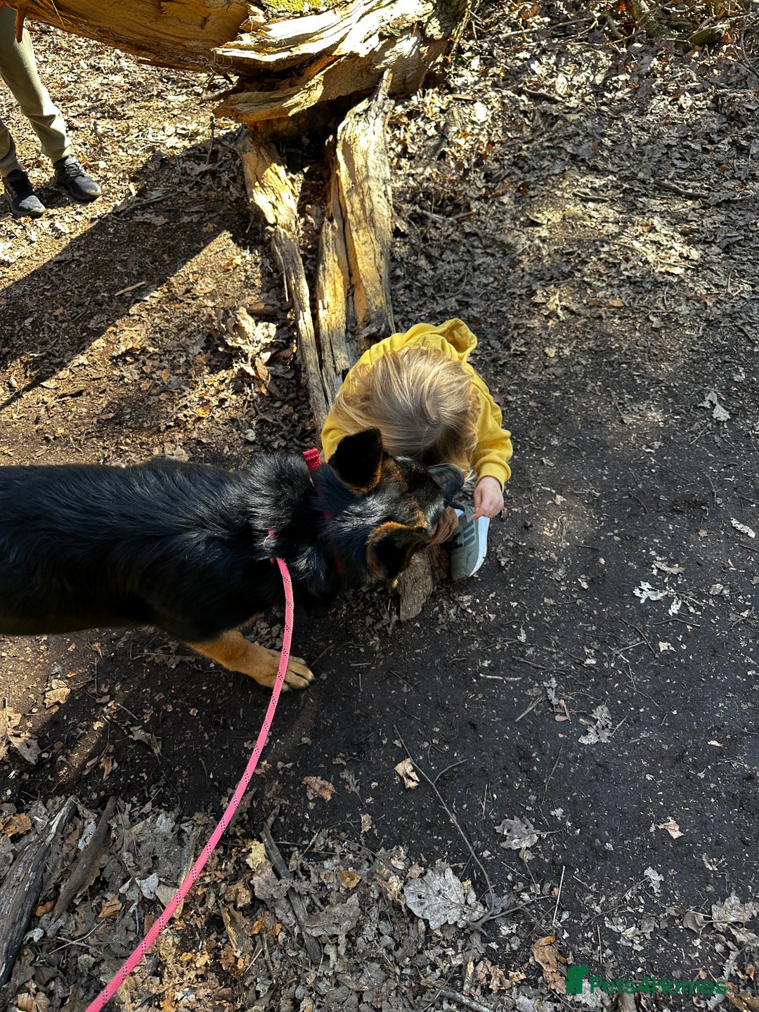 German Shepherd dogs for sale: Freyr - Image 12