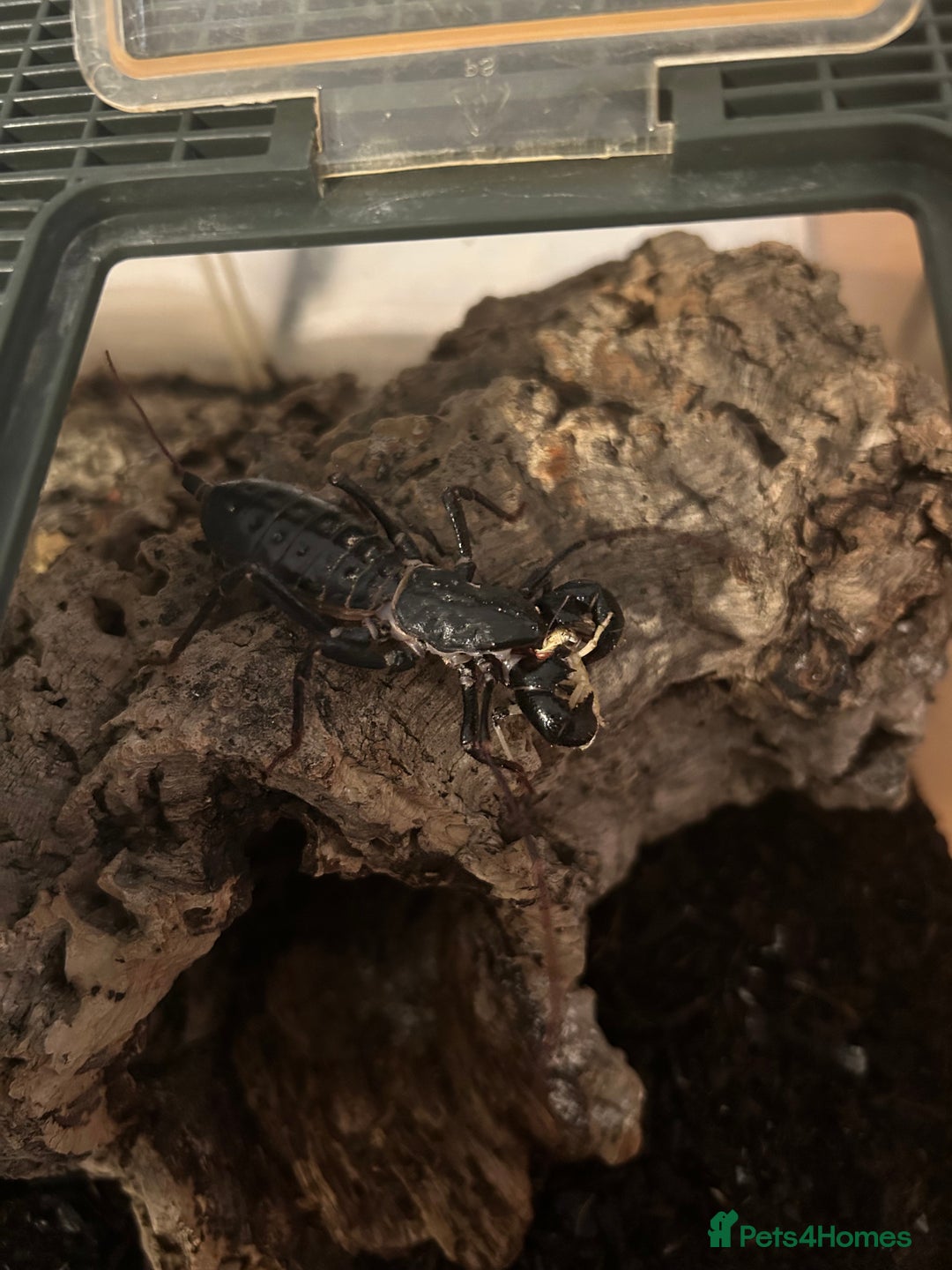 Mixed Breed invertebrates for sale: Rehoming & Rescue (NOT FOR SALE) - Advert 6