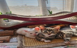 Siamese cats for sale: Siamese /balinese cross kittens - Image 22