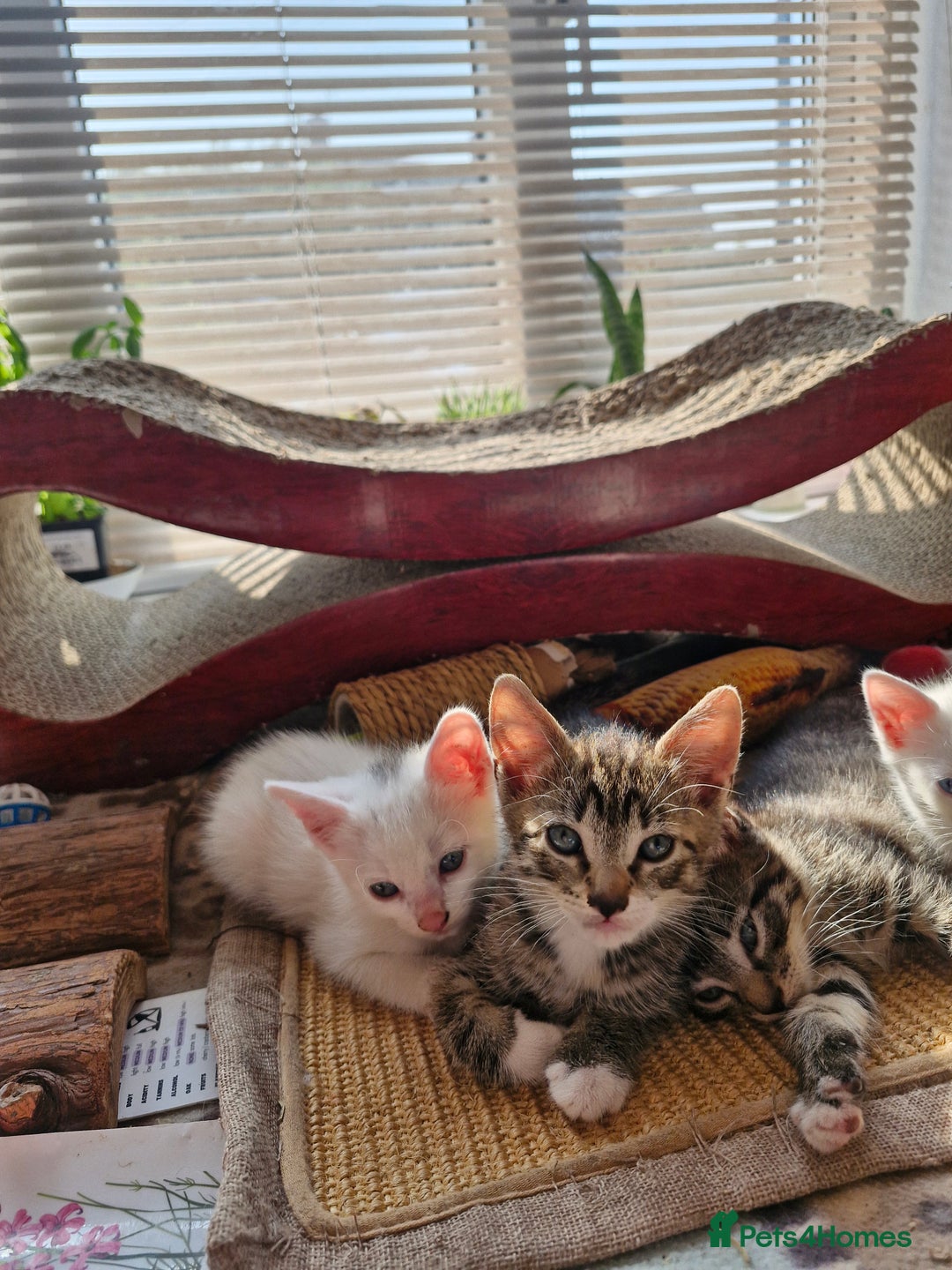Siamese cats for sale: Siamese /balinese cross kittens - Image 22