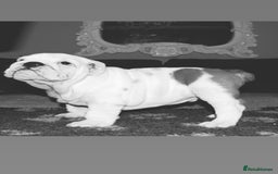 English Bulldog dogs for sale: Kc reg  1 White & Red boy only fully vaccinated  - Image 19