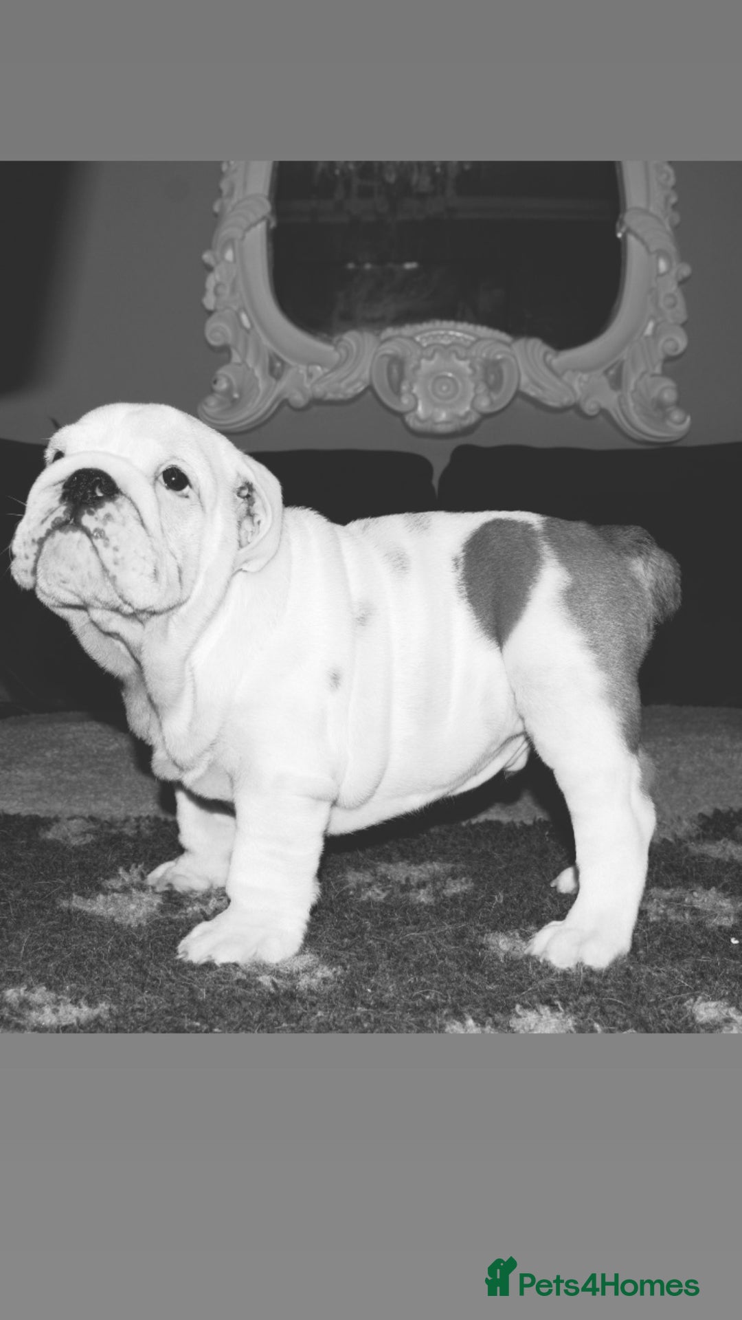 English Bulldog dogs for sale: Kc reg  1 White & Red boy only fully vaccinated  - Image 19