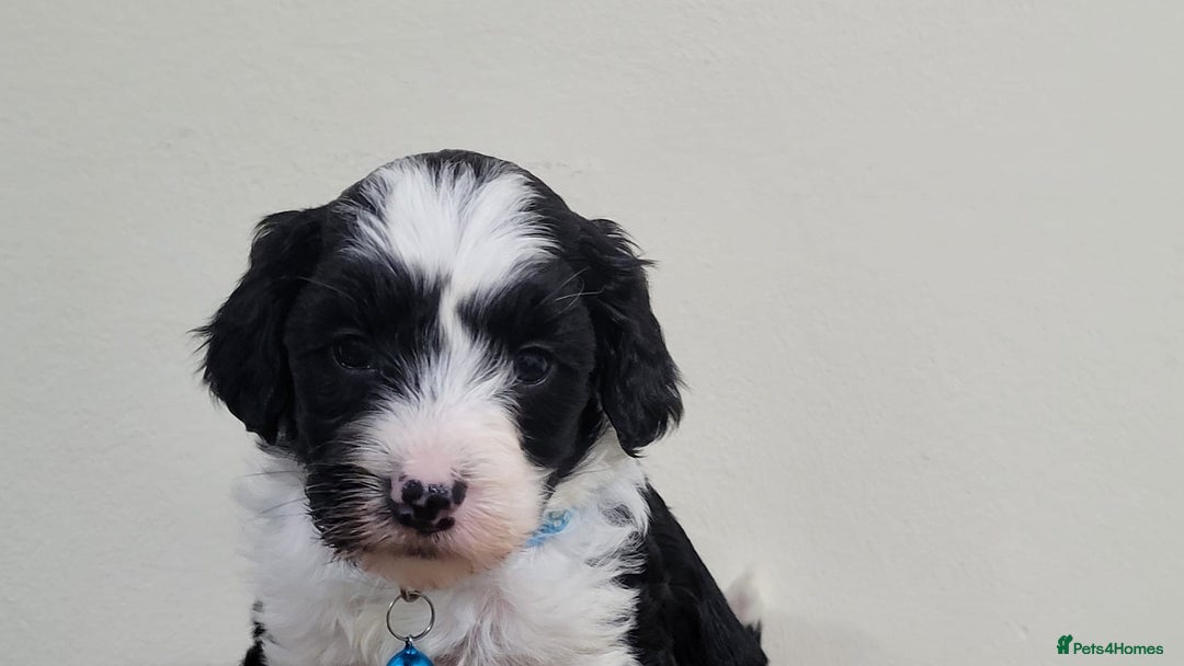 Sproodle dogs for sale: toy sproodle puppies (double doodle)  - Advert 1