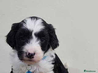 Sproodle dogs toy sproodle puppies (double doodle) - Advert 1