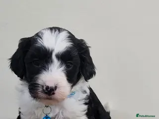 Sproodle dogs toy sproodle puppies (double doodle) - Advert 2