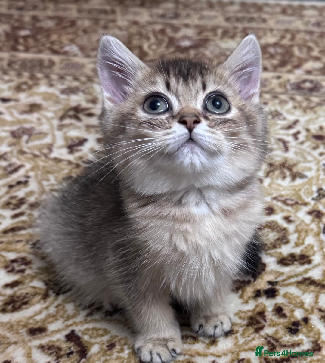 Scottish Fold cats for sale: Pure Scottish kittens in hull - Image 14