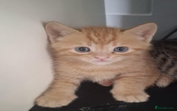 Mixed Breed cats for sale: 2 beautiful kittens for sale  - Image 2