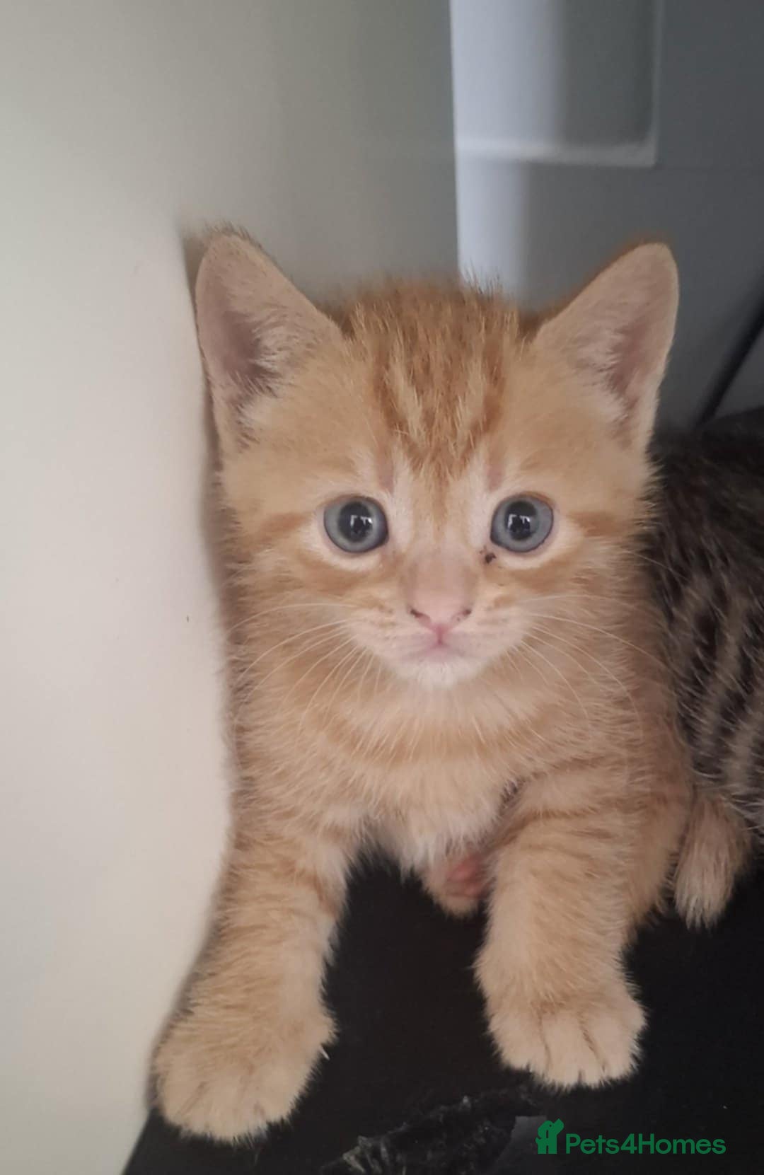 Mixed Breed cats for sale: 2 beautiful kittens for sale  - Image 2