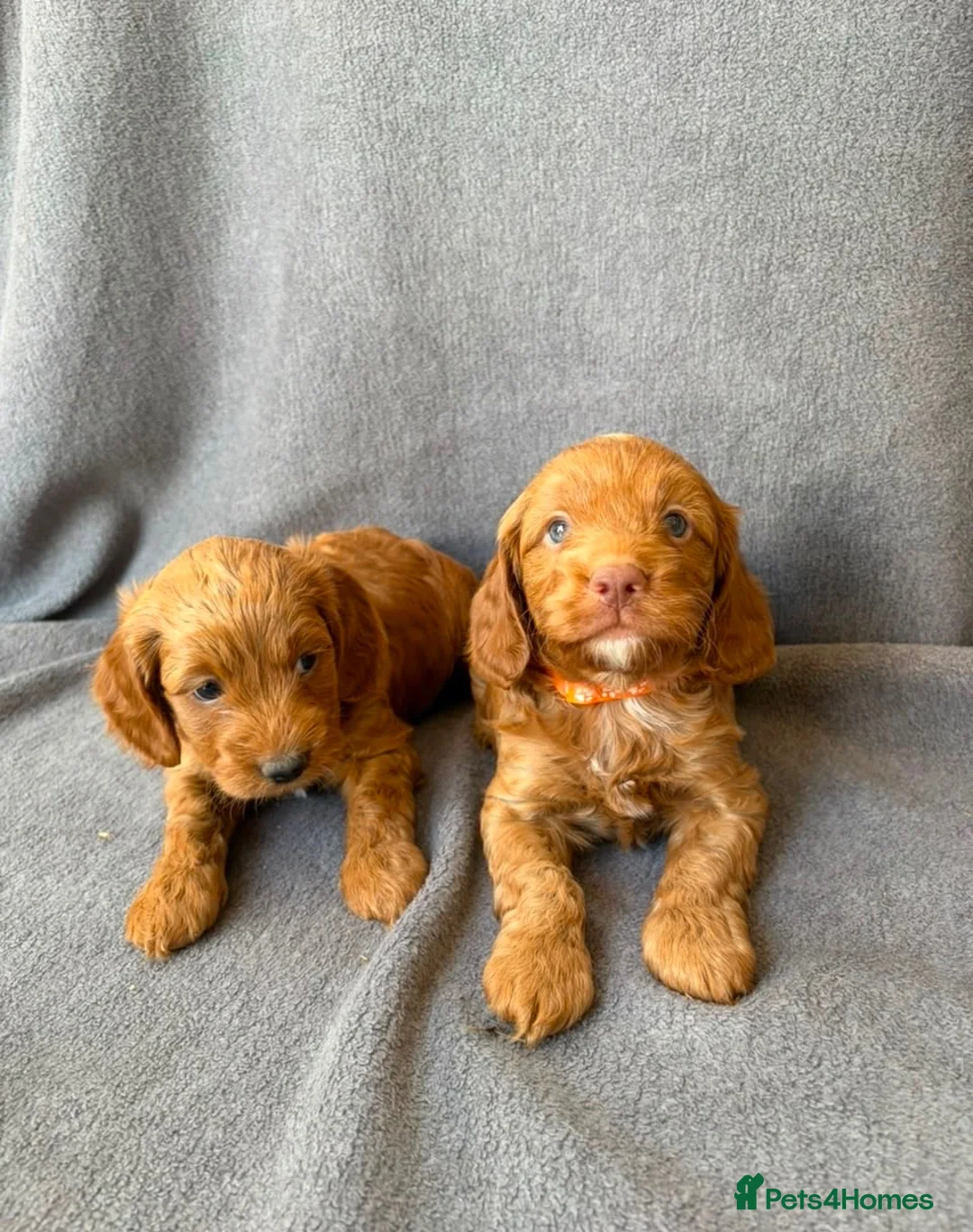 Cockapoo dogs for sale: F1 Cockapoo - Advert 1
