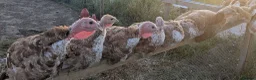 Turkeys poultry for sale: Bourbon Red Turkey Poults - Advert 3
