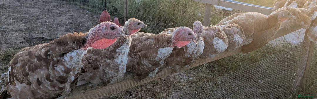 Turkeys poultry for sale: Bourbon Red Turkey Poults - Advert 3