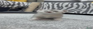 British Shorthair Kitten 2