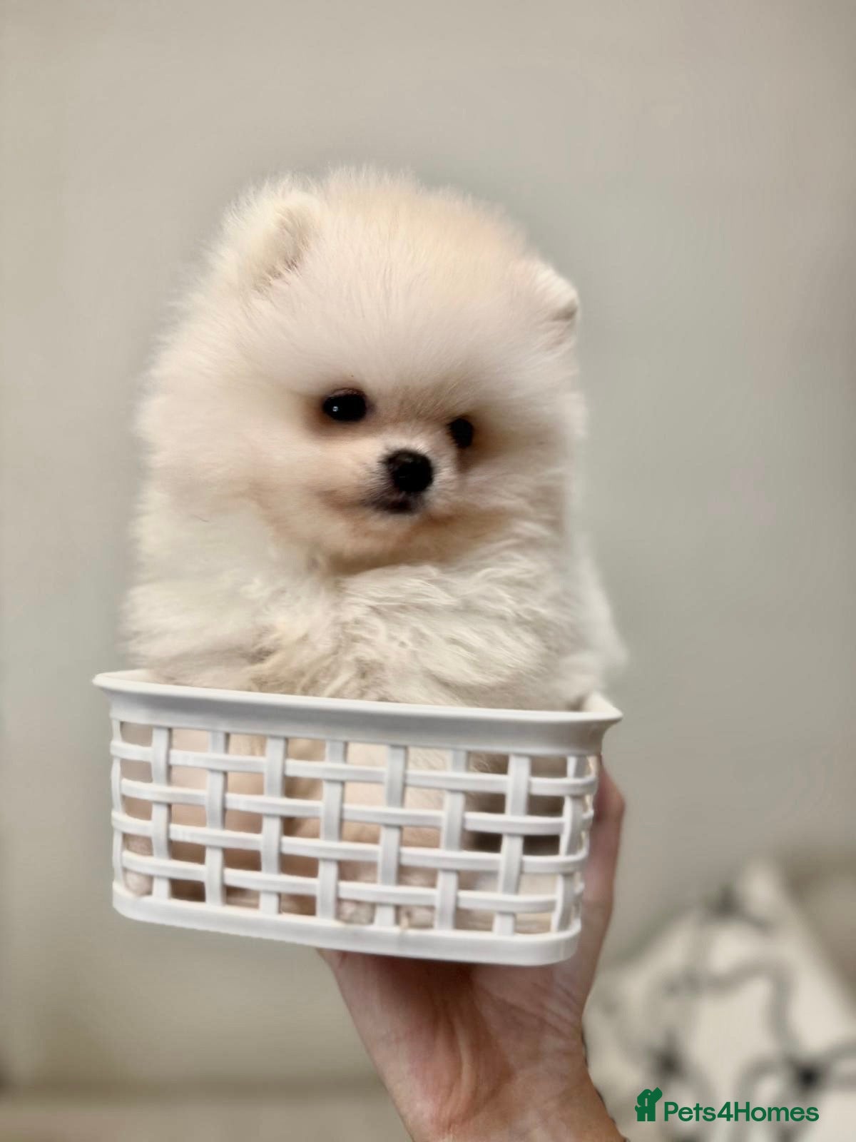 Pomeranian dogs Tiny white Pomeranian puppy  - Advert 11