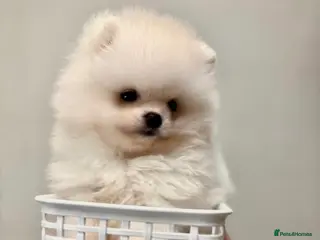 Pomeranian dogs Tiny white Pomeranian puppy - Advert 11