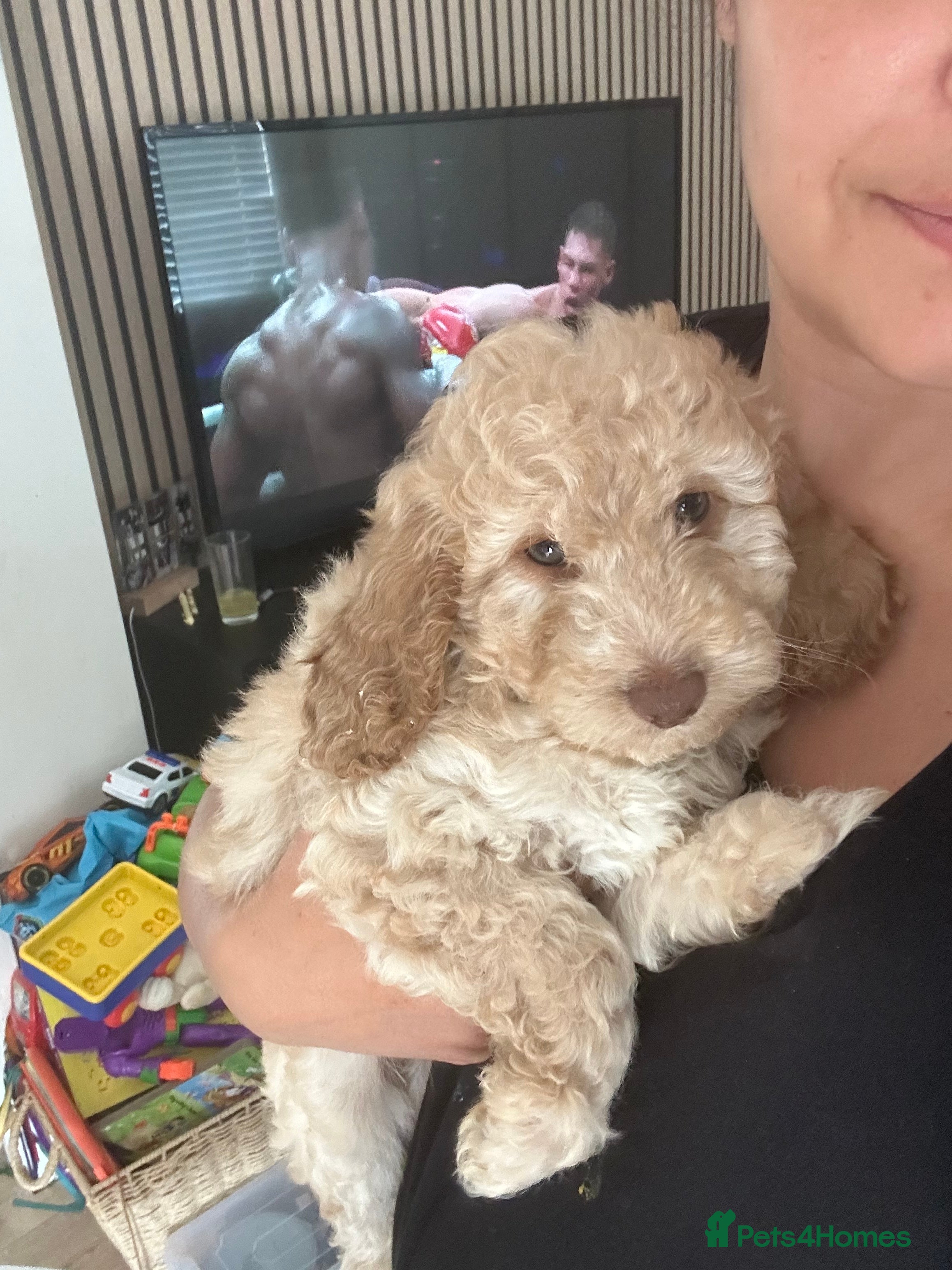Cockapoo dogs F1b cockapoo  - Advert 2