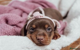 Miniature Dachshund dogs for sale: Daschund pups chocolate and chocolate dapple - Image 13