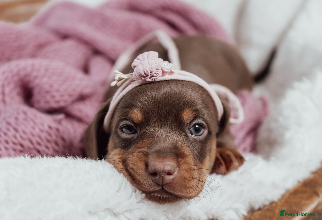 Miniature Dachshund dogs for sale: Daschund pups chocolate and chocolate dapple - Image 13