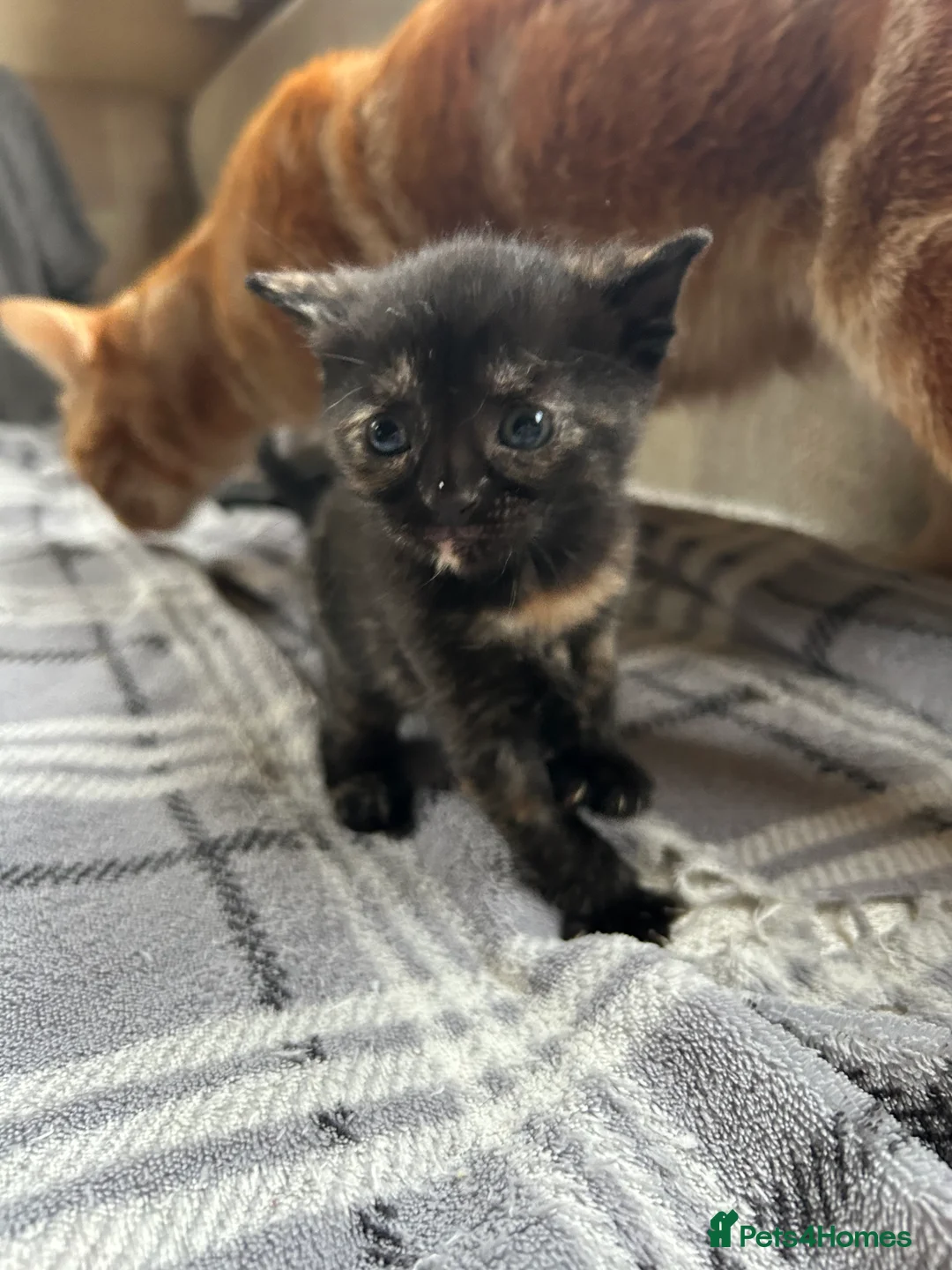 Mixed Breed cats for sale: Beautiful Kittens For Sale  - Advert 5