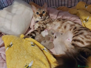 Bengal cats Snow Lynx Bengal Kittens - Advert 1