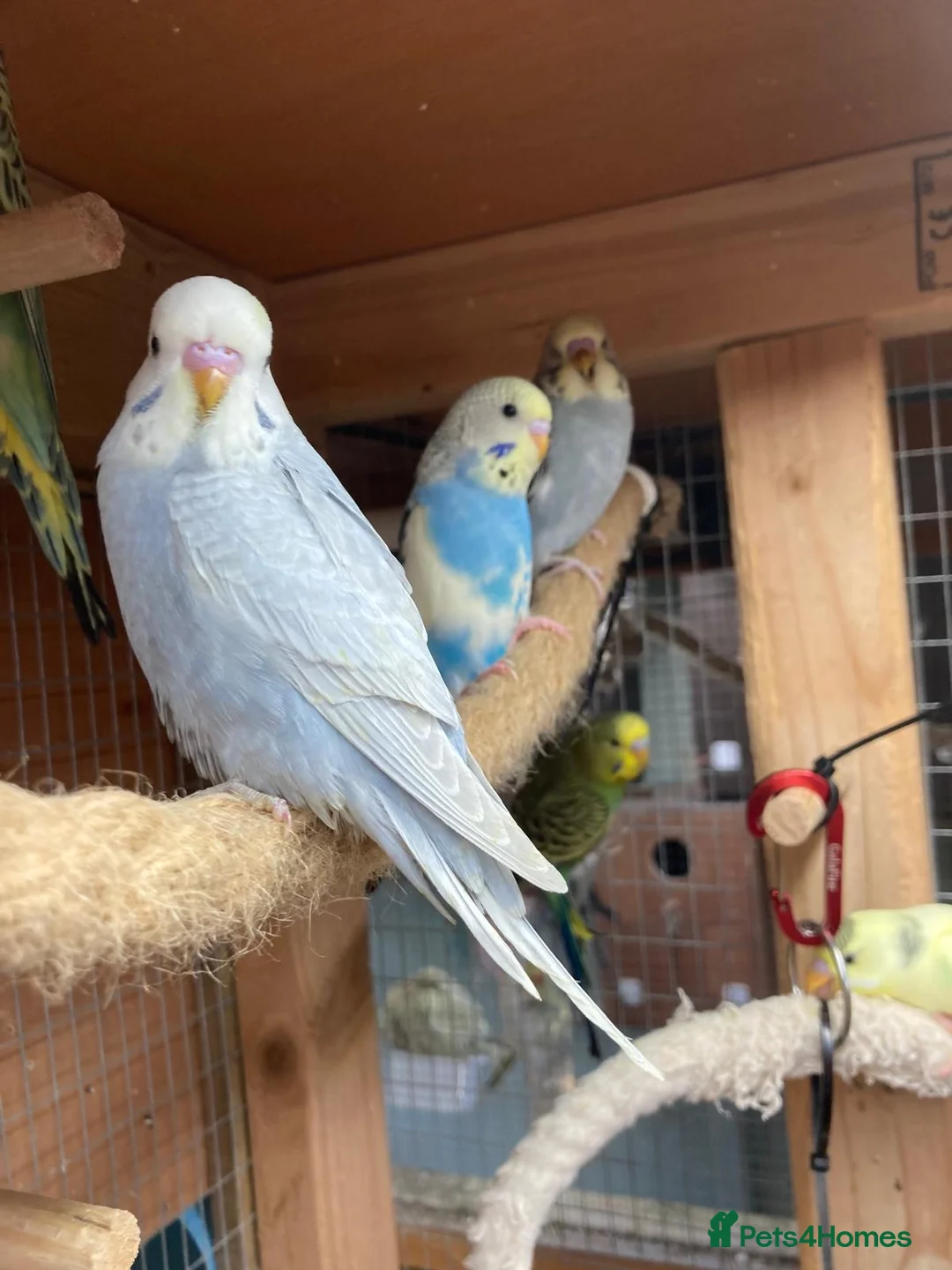 Budgerigars birds for sale: Baby budgies  - Advert 1