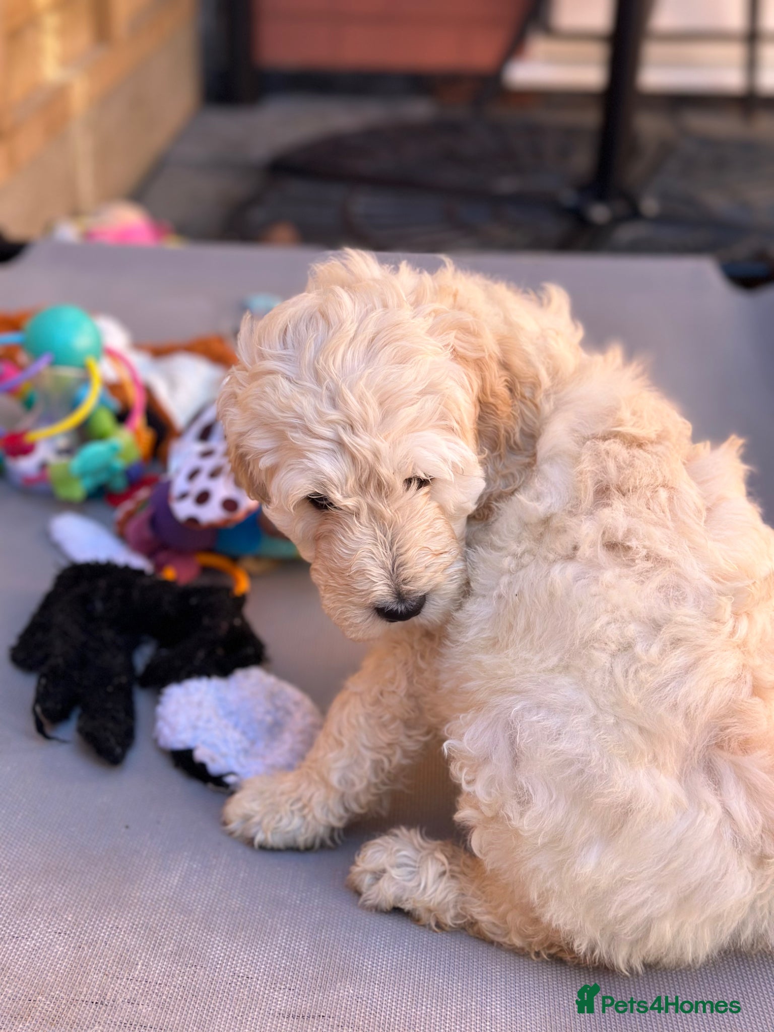 Goldendoodle dogs Goldendoodle pups health tested parents  - Advert 13