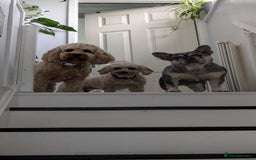 French Bulldog dogs for sale: Merle Frenchie looking for a new home  - Image 5