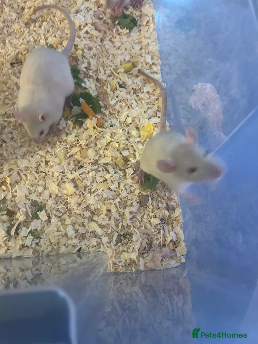 Rat rodents for sale: 4 boys left Ready now Beautiful Babies  - Advert 4
