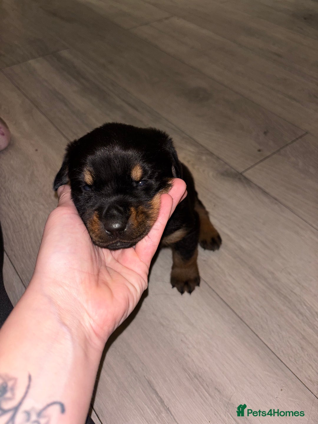 Rottweiler dogs for sale: 7 stunning chunky full breed Rottweilers  - Advert 7