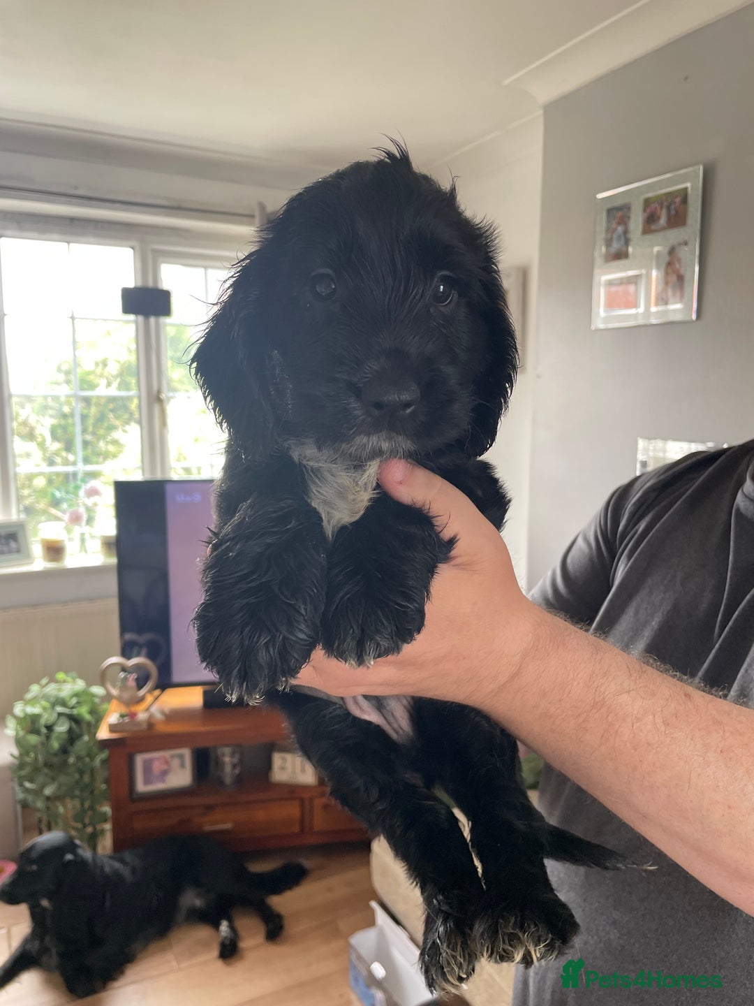 Cockapoo dogs for sale: 5 Cockerpoo F2 Pups, Gorgeous  - Image 3