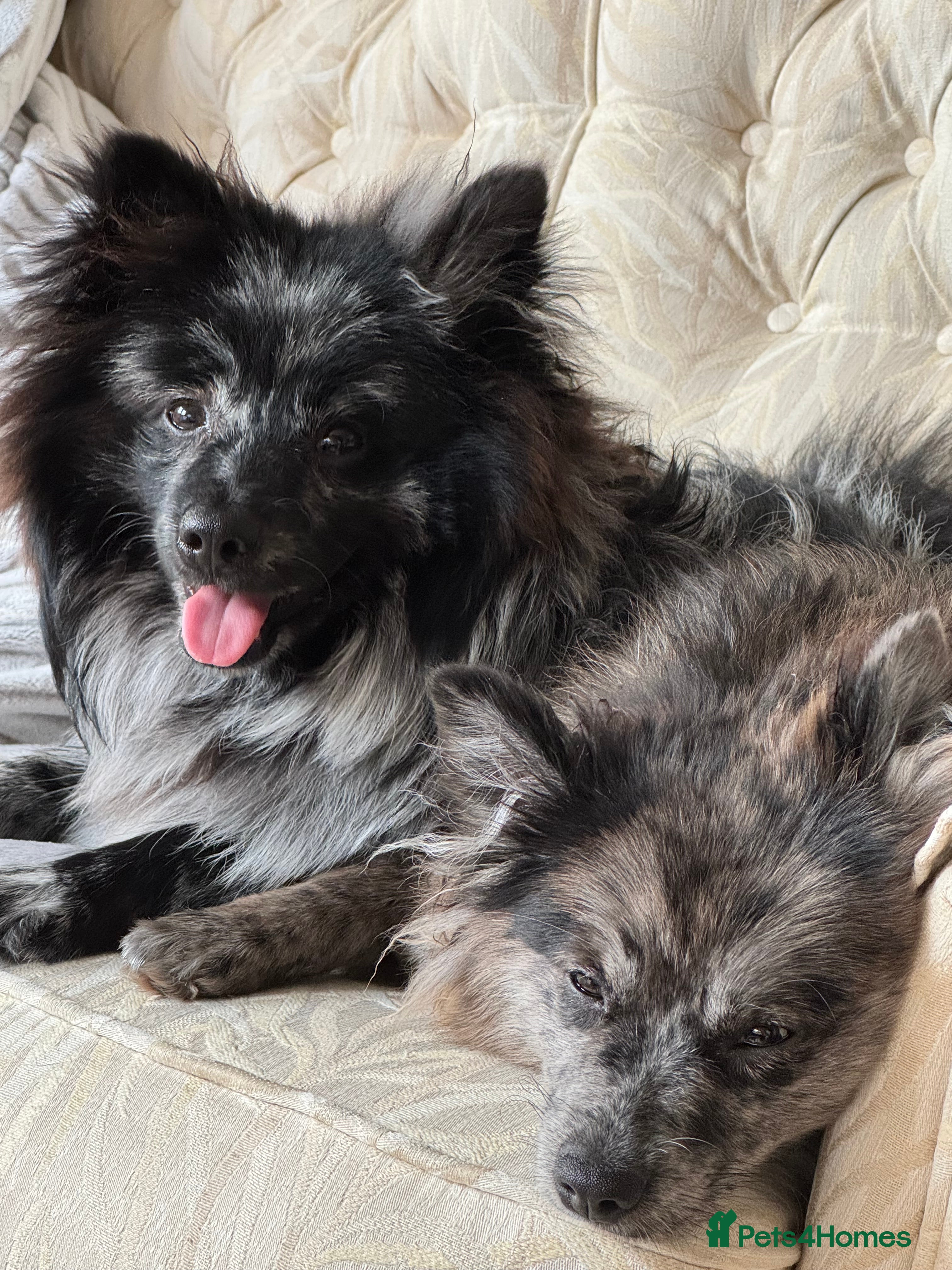 Pomeranian dogs For stud, Milo - Advert 2