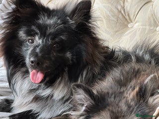 Pomeranian dogs - Advert 14