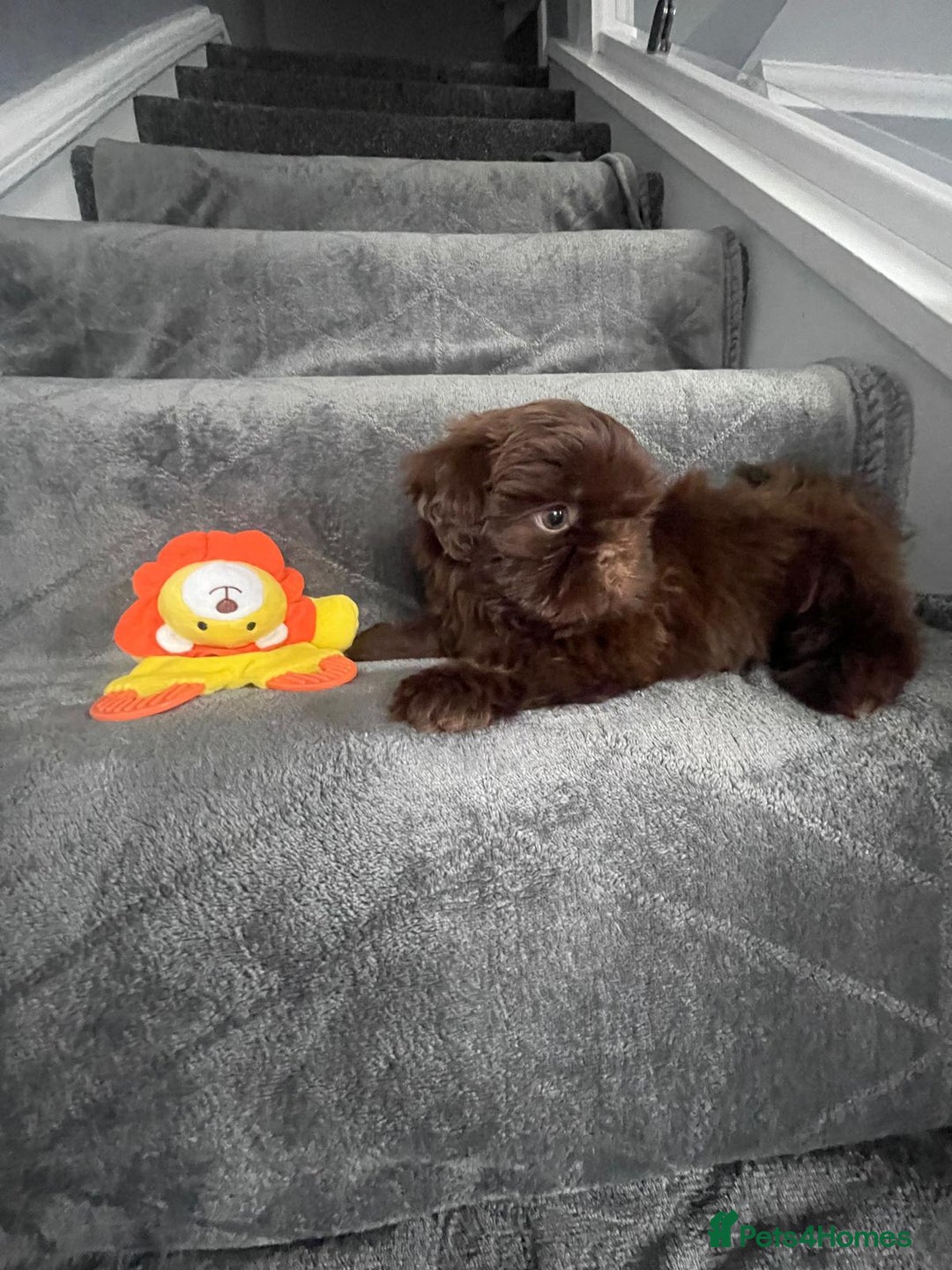 Shih Tzu dogs for sale: Imperial shih tzu pups  - Image 7