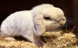 Mini Lop rabbits for sale: Adult Mini lop buck  - Image 2