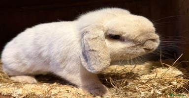 Mini Lop rabbits - Advert 15