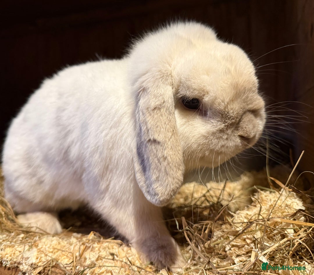 Mini Lop rabbits for sale: Adult Mini lop buck  - Image 2