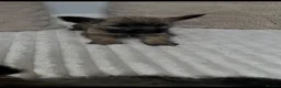 Cairn Terrier dogs for sale: Cairn terrier puppy’s  - Advert 8