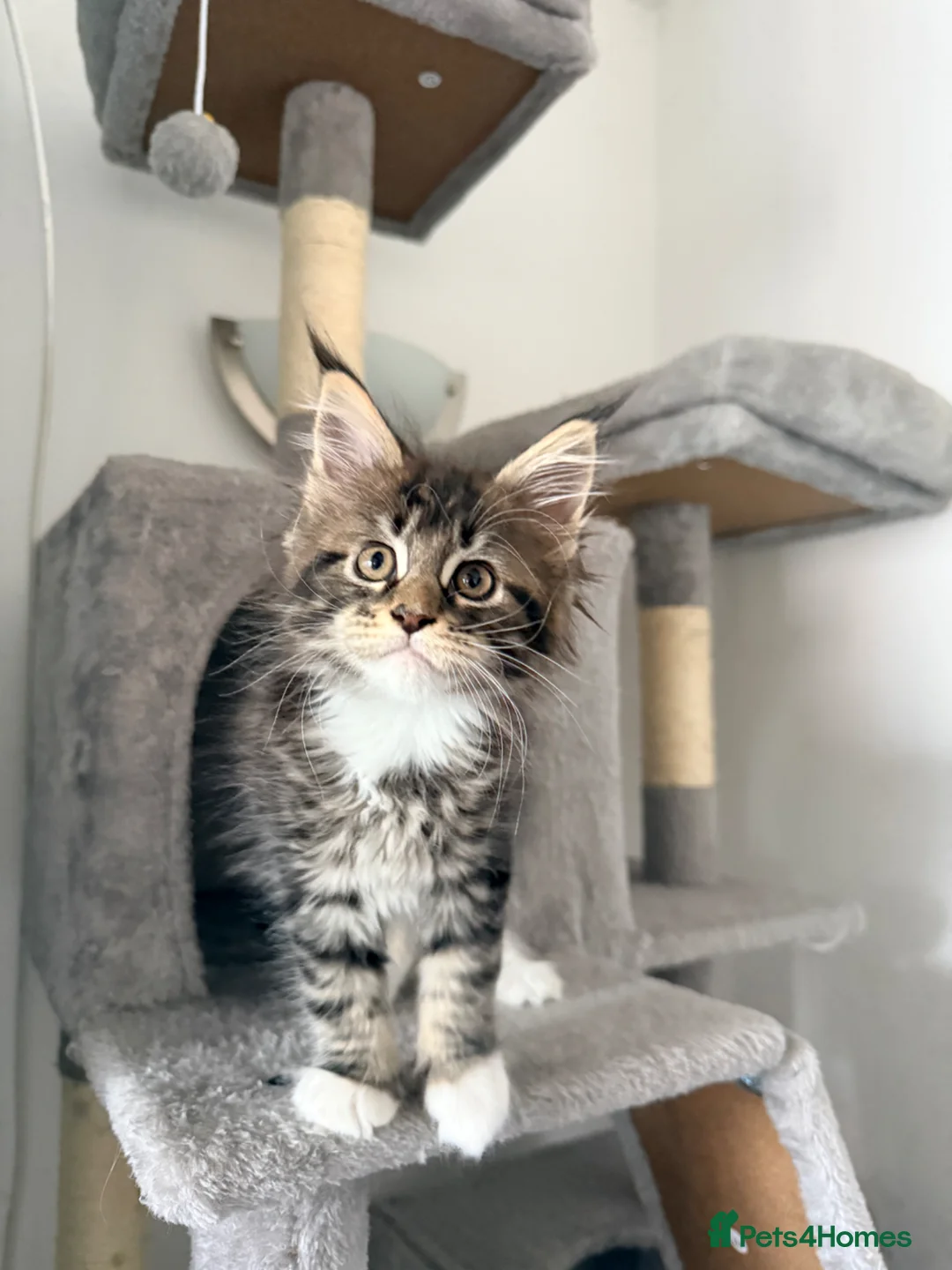 Maine Coon cats for sale: Gorgeous female maine coon kitten - Advert 1