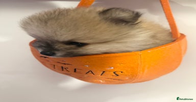 Pomeranian dogs - Advert 9