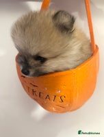 Pomeranian dogs - Advert 9